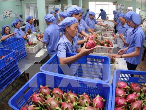 5 loại quả của Việt Nam được xuất khẩu vào thị trường này gồm dừa, dứa, thanh long, xoài, chuối. . Ảnh: Quang Nhựt/TTXVN