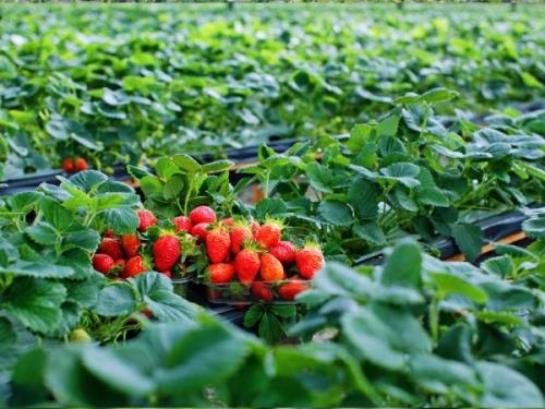 Kết quả hình ảnh cho Dâu tây Đà Lạt