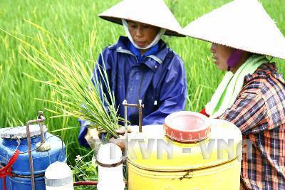 Nông dân kiểm tra tình trạng sâu bệnh hại lúa. Ảnh:TTXVN