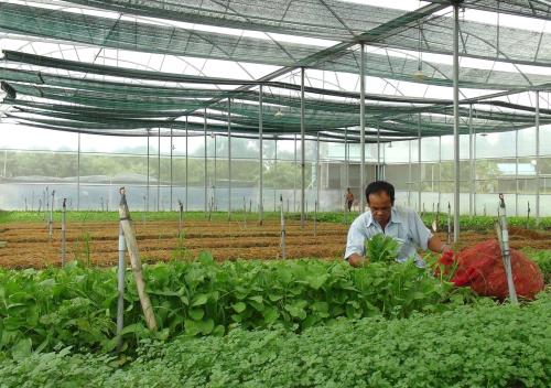 Sản xuất rau sạch trong nhà kính tại khu nông nghiệp công nghệ cao ở thị xã Ninh Hòa (Khánh Hòa). Ảnh: Nguyên Lý-TTXVN