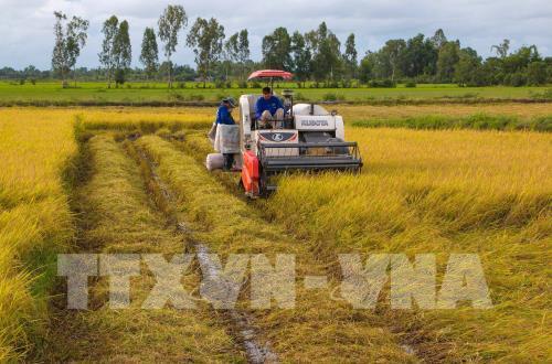 Việc liên kết theo cánh đồng lớn trong cả nước đã phát triển mạnh về diện tích lúa. Ảnh: Duy Khương - TTXVN