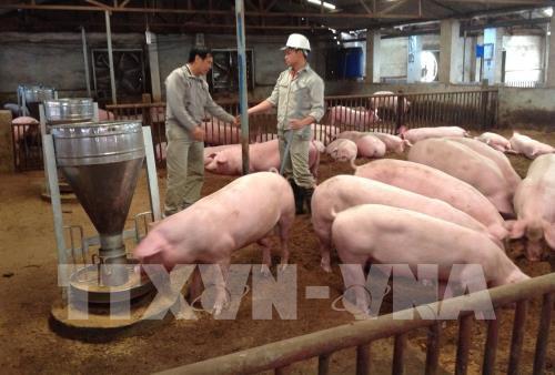 Lợn hơi tăng giá, nông dân ngậm ngùi vì không có lợn bán​