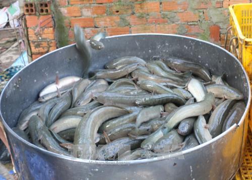 Bình quân 1.000 m2 ao nuôi cá lóc cho thu hoạch từ 20-30 tấn sau 6 - 8 tháng nuôi. Ảnh: Nguyễn Văn Trí - TTXVN