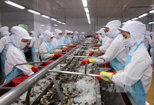 Chế biến tôm đông lạnh xuất khẩu tại nhà máy ở khu công nghiệp phường 8, thành phố Cà Mau. Ảnh: Trần Việt/TTXVN