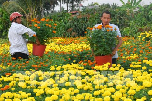 Nông dân vui mừng vì hoa, cây cảnh Tết tăng giá