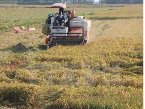 Rà soát điều chỉnh quy hoạch phát triển nông nghiệp Đồng bằng sông Cửu Long. Ảnh: TTXVN