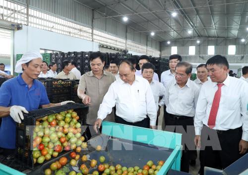Thủ tướng Nguyễn Xuân Phúc thăm mô hình sản xuất rau an toàn tại Lâm Đồng