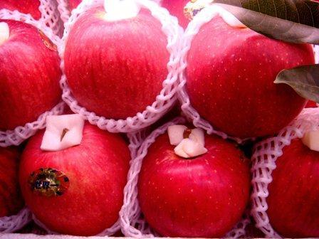 Quả táo đất nước Nhật quảng cáo lượng người mua nhất trong lúc Lễ Tết Những quả táo đất nước Nhật Bản rao vặt nhiều người đặt nhất thời gian Lễ Tết
