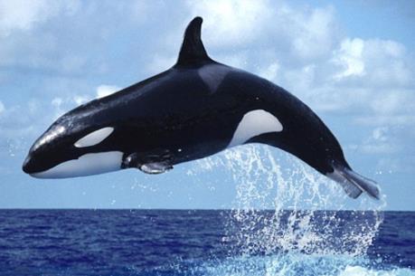 Đại Tây Dương chưa trở thành vùng bảo tồn cho cá voi