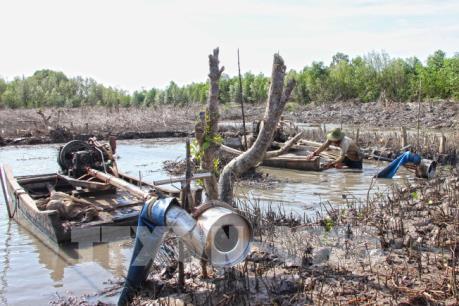 Vụ phá rừng bãi bồi để nuôi sò huyết tại Cà Mau: Kiểm điểm trách nhiệm Chủ tịch xã