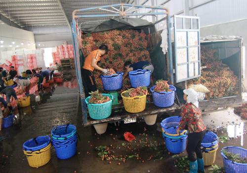 Khai mạc phiên chợ vải lai chín sớm tại Hưng Yên