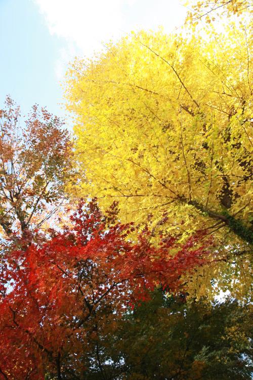 Tokyo – Bản giao hưởng cuối mùa thu