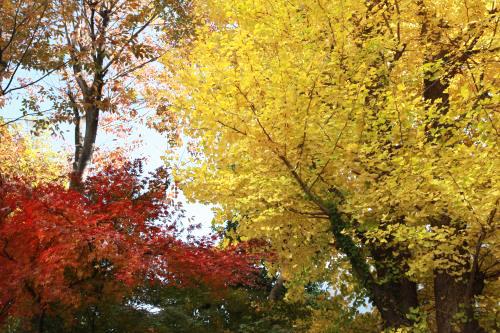 Tokyo – Bản giao hưởng cuối mùa thu