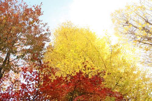 Tokyo – Bản giao hưởng cuối mùa thu