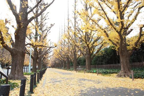 Tokyo – Bản giao hưởng cuối mùa thu