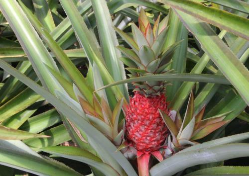 Nhiều loại dứa độc đáo ra mắt thị trường Tết Bính Thân 2016