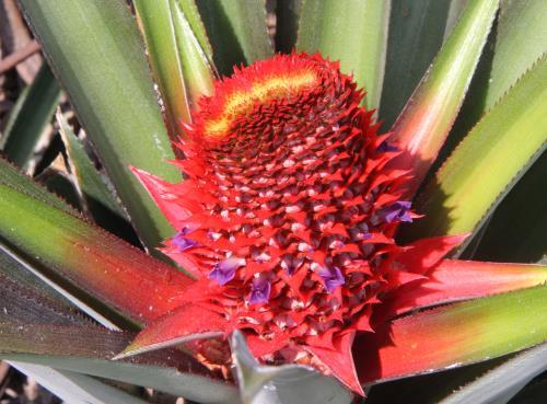 Nhiều loại dứa độc đáo ra mắt thị trường Tết Bính Thân 2016