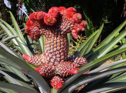 Nhiều loại dứa độc đáo ra mắt thị trường Tết Bính Thân 2016