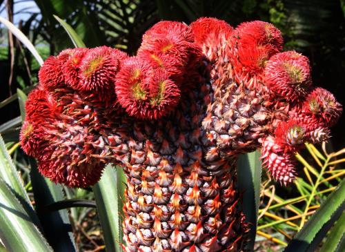 Nhiều loại dứa độc đáo ra mắt thị trường Tết Bính Thân 2016