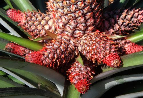 Nhiều loại dứa độc đáo ra mắt thị trường Tết Bính Thân 2016