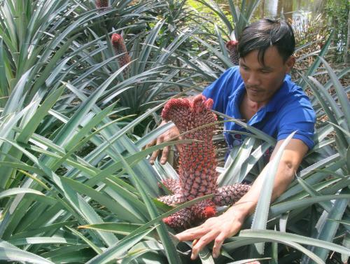 Nhiều loại dứa độc đáo ra mắt thị trường Tết Bính Thân 2016