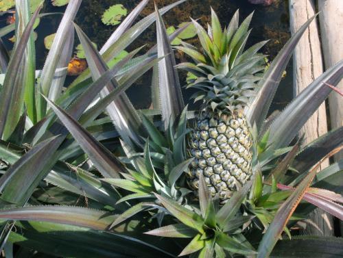 Nhiều loại dứa độc đáo ra mắt thị trường Tết Bính Thân 2016