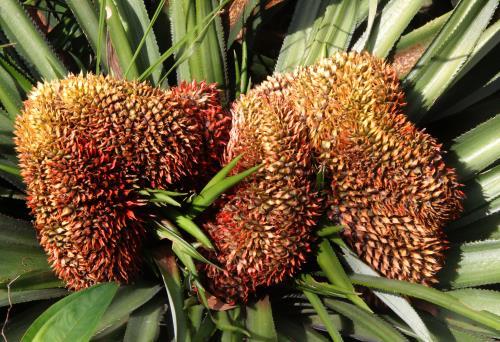 Nhiều loại dứa độc đáo ra mắt thị trường Tết Bính Thân 2016