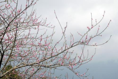 Đào rừng vùng cao Sơn La