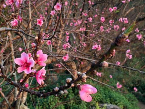 Đào rừng vùng cao Sơn La