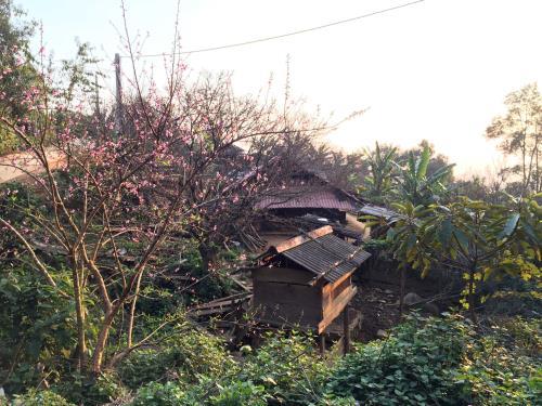 Đào rừng vùng cao Sơn La