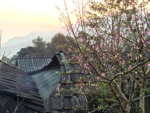 Đào rừng vùng cao Sơn La