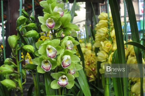 Rực rỡ sắc Lan trên đường Hoàng Hoa Thám