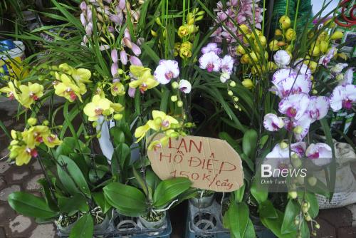 Rực rỡ sắc Lan trên đường Hoàng Hoa Thám