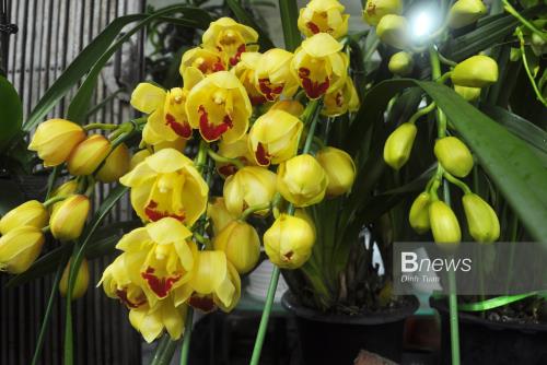 Rực rỡ sắc Lan trên đường Hoàng Hoa Thám