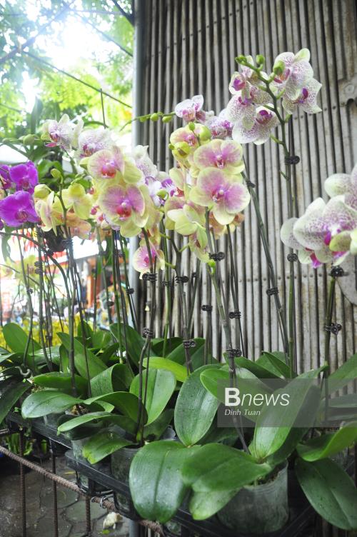 Rực rỡ sắc Lan trên đường Hoàng Hoa Thám