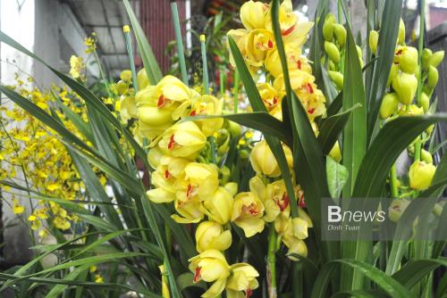 Rực rỡ sắc Lan trên đường Hoàng Hoa Thám