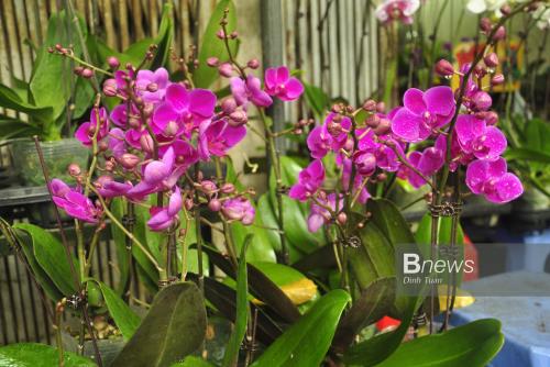 Rực rỡ sắc Lan trên đường Hoàng Hoa Thám