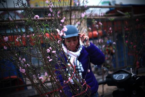 Người Hà Nội mua đào chơi tết sớm