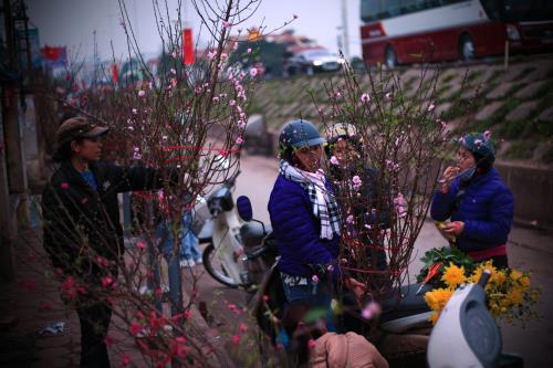 Người Hà Nội mua đào chơi tết sớm