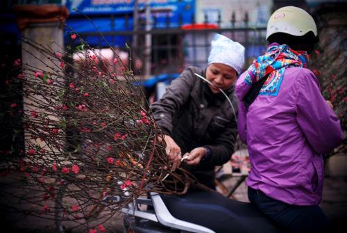 Người Hà Nội mua đào chơi tết sớm