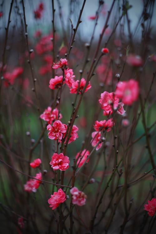 Người Hà Nội mua đào chơi tết sớm