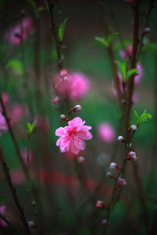 Người Hà Nội mua đào chơi tết sớm