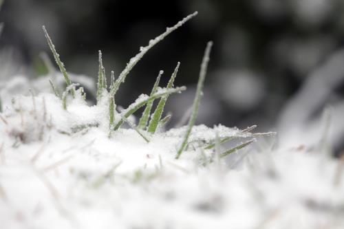 Tuyết rơi dày tại Sa Pa