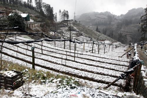 Tuyết rơi dày tại Sa Pa