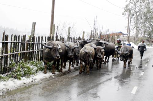 Tuyết rơi dày tại Sa Pa