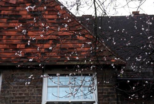 London, mùa Đông “không lạnh”