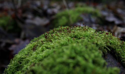 London, mùa Đông “không lạnh”