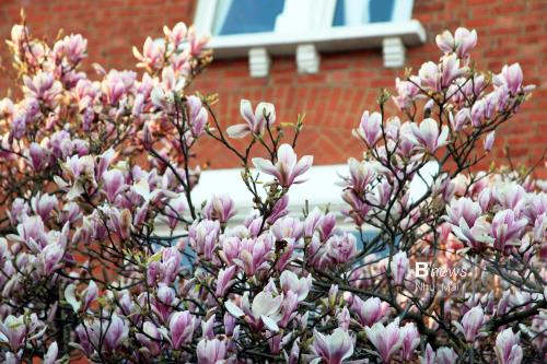 Mùa Xuân nước Anh đẹp dung dị