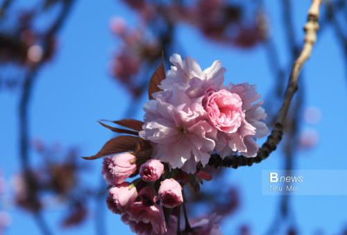 Mùa Xuân nước Anh đẹp dung dị