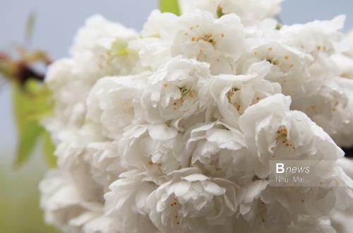 Mùa Xuân nước Anh đẹp dung dị